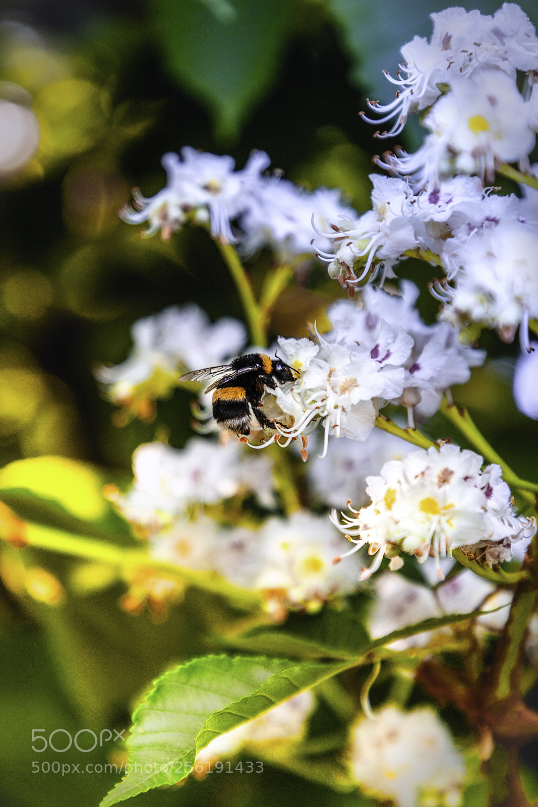 Canon EOS 6D Mark II sample photo. Img photography