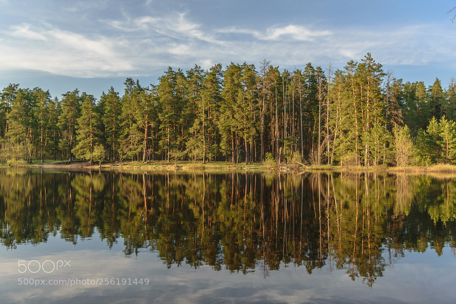 Nikon D5300 sample photo. Усманский бор 16 photography
