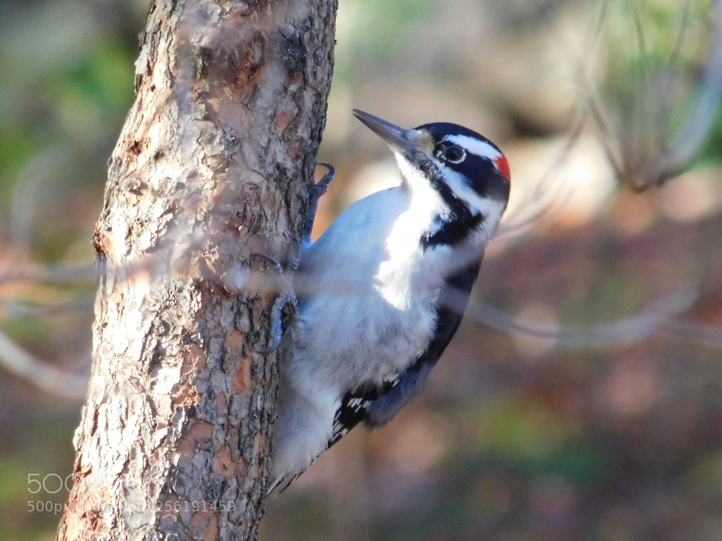 Nikon Coolpix L840 sample photo. Downy woodpecker  photography