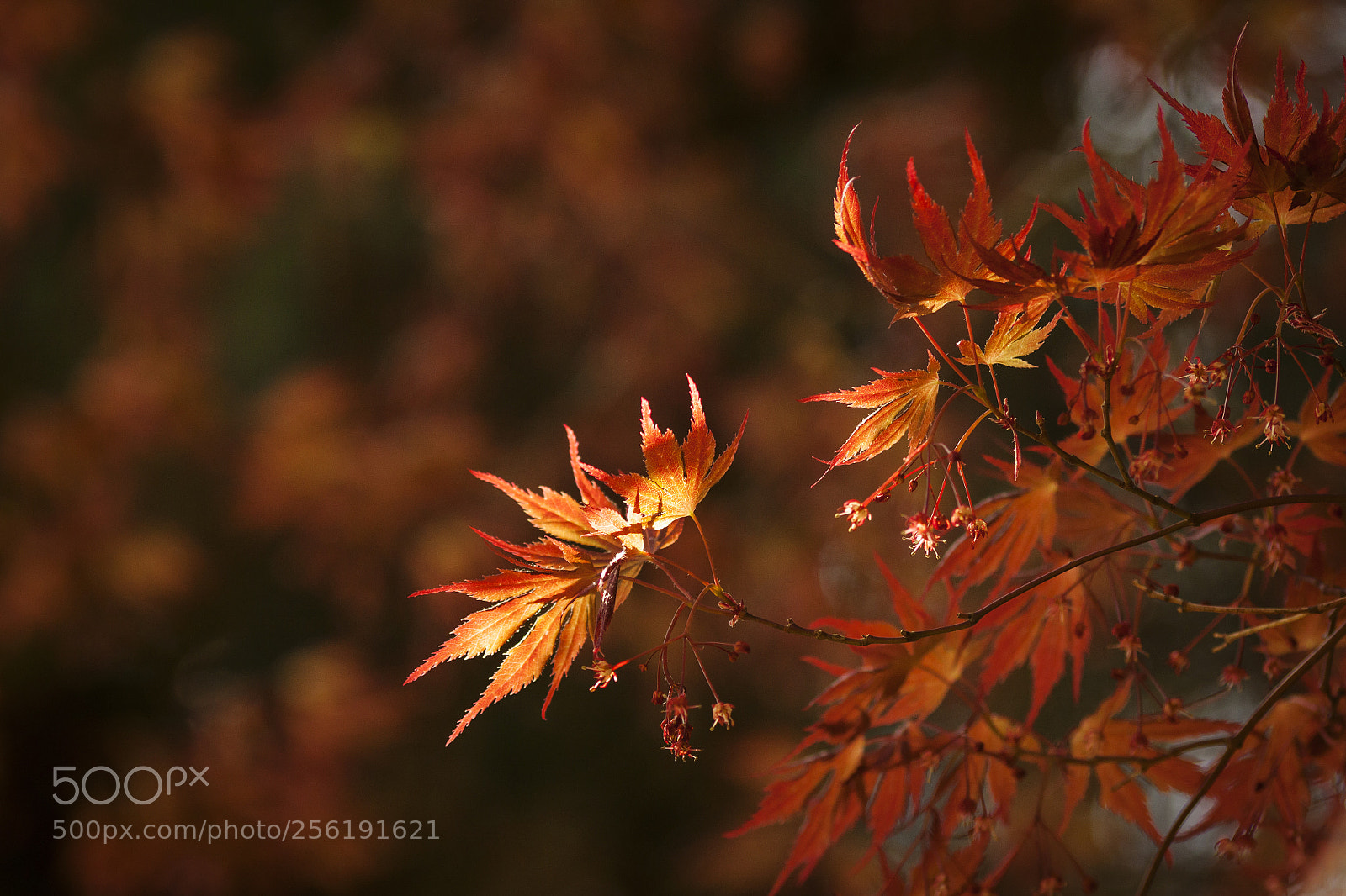Canon EOS 50D sample photo. Untitled photography