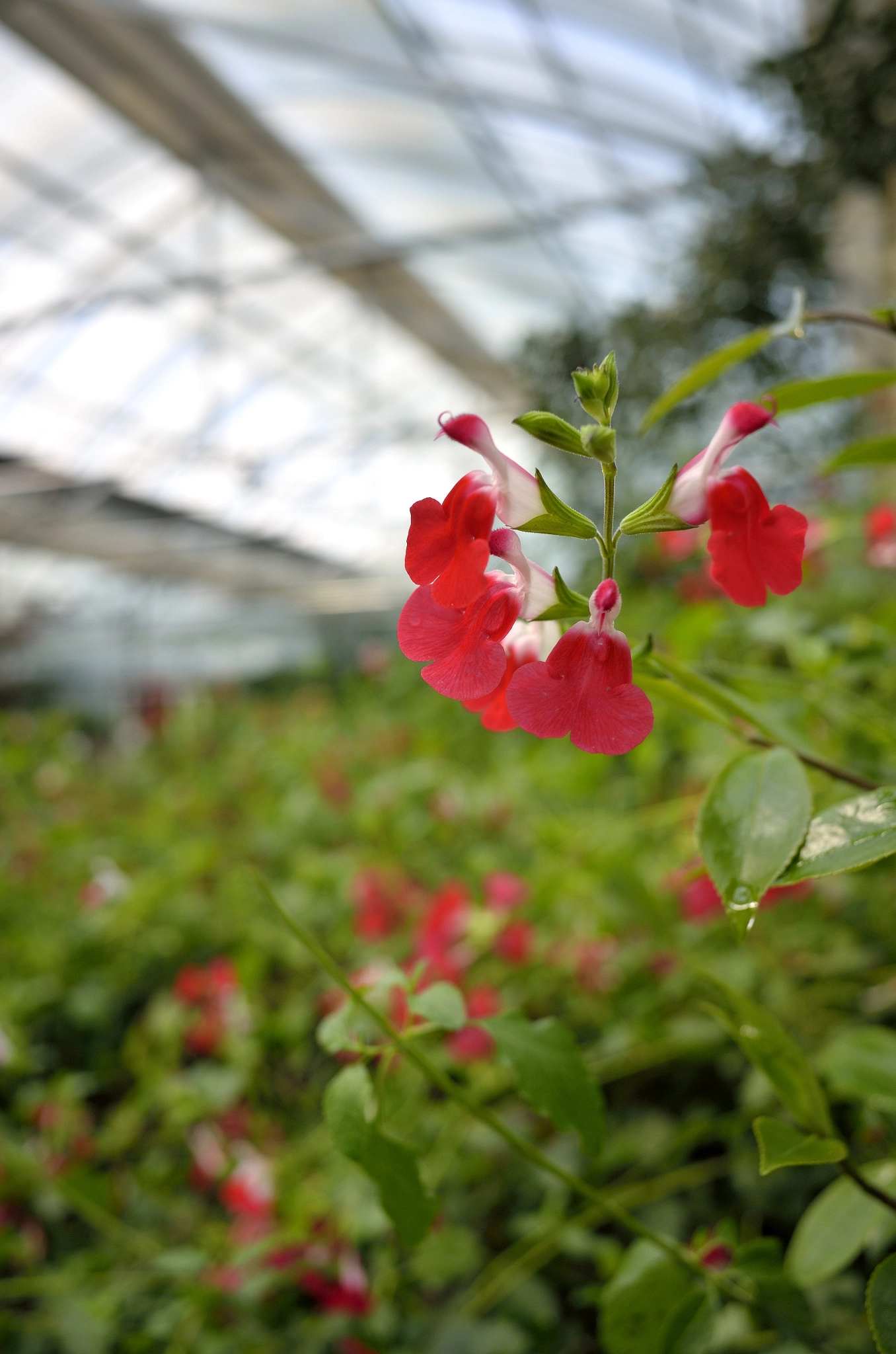 Nikon Coolpix A sample photo. Salvia hotlips photography
