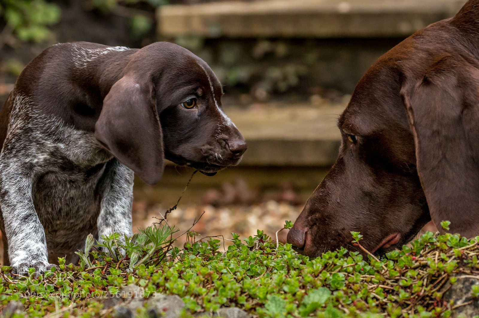 Canon EOS 70D sample photo. Purdey 5 photography