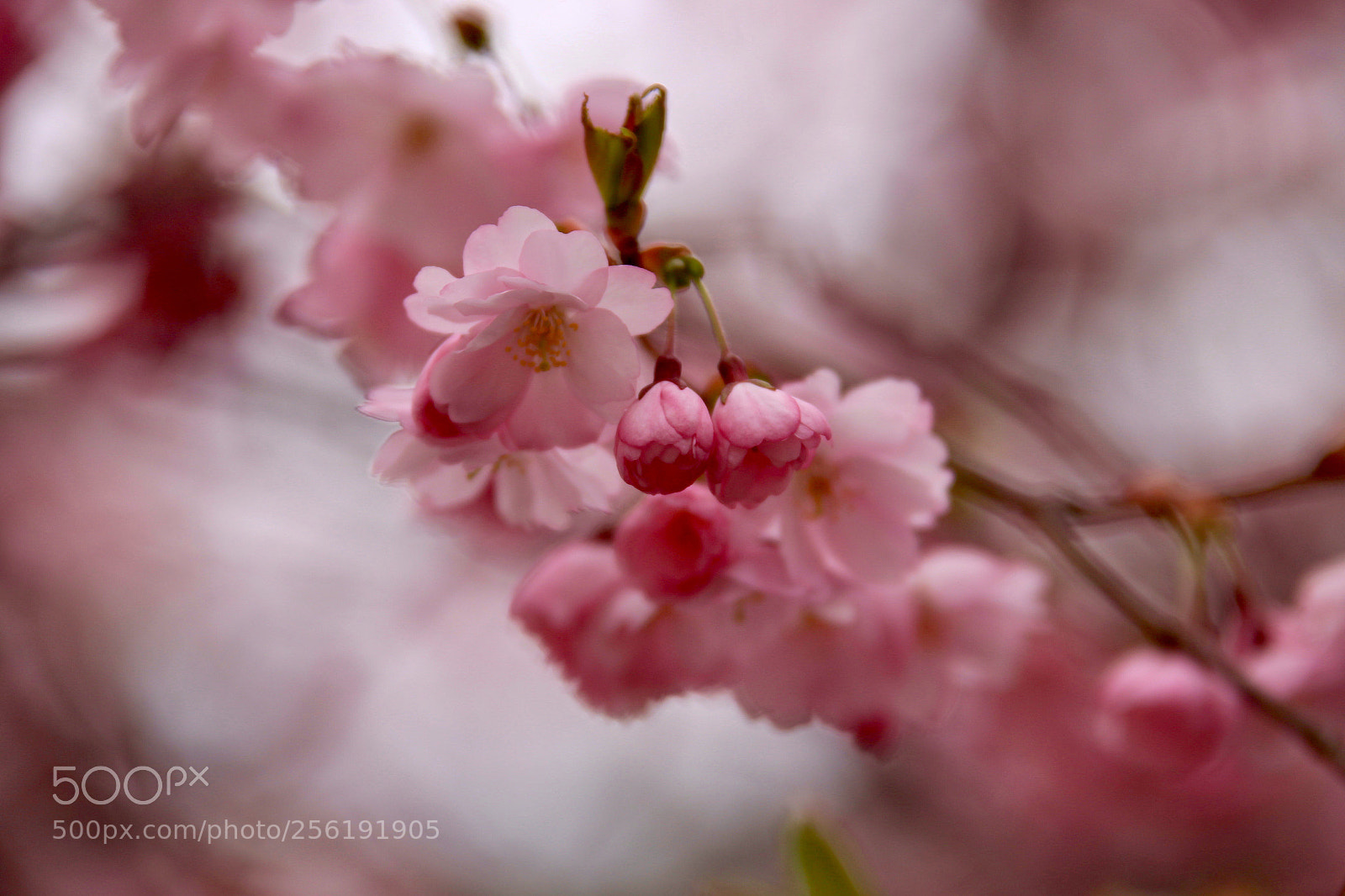 Canon EOS 6D sample photo. Beautiful cherry flowers  photography