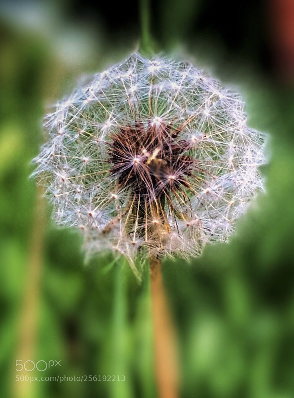 Apple iPhone 8 Plus sample photo. Dandelion photography