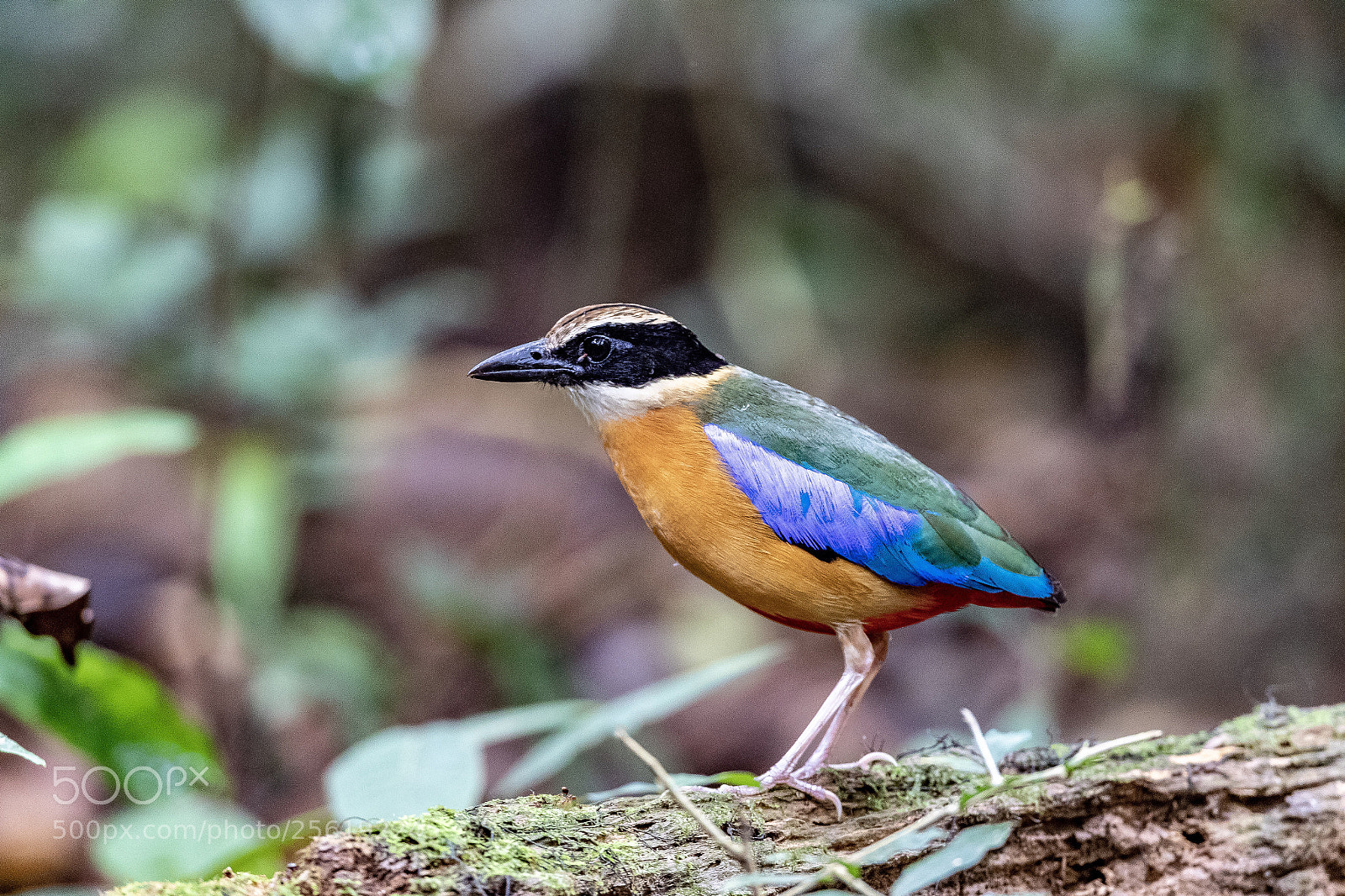 Canon EOS-1D X Mark II sample photo. Blue-winged pitta@thailand. photography