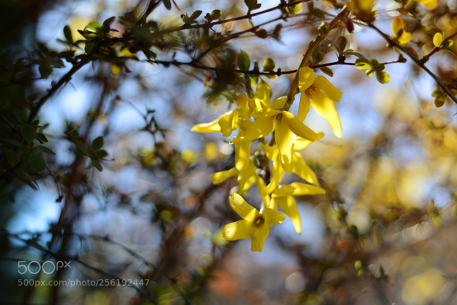 Nikon D800E sample photo. Yellow flowers photography