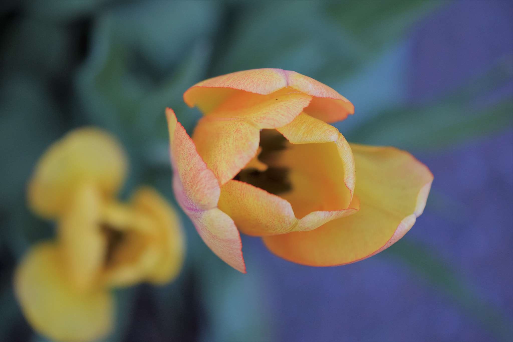Nikon AF-S DX Micro Nikkor 40mm F2.8 sample photo. Tulips photography