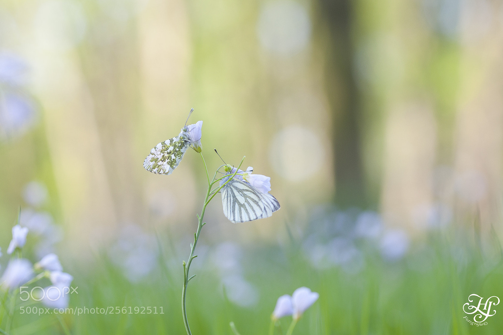 Canon EOS 5D Mark II sample photo. Oranjestip ( anthocharis cardamines ) photography