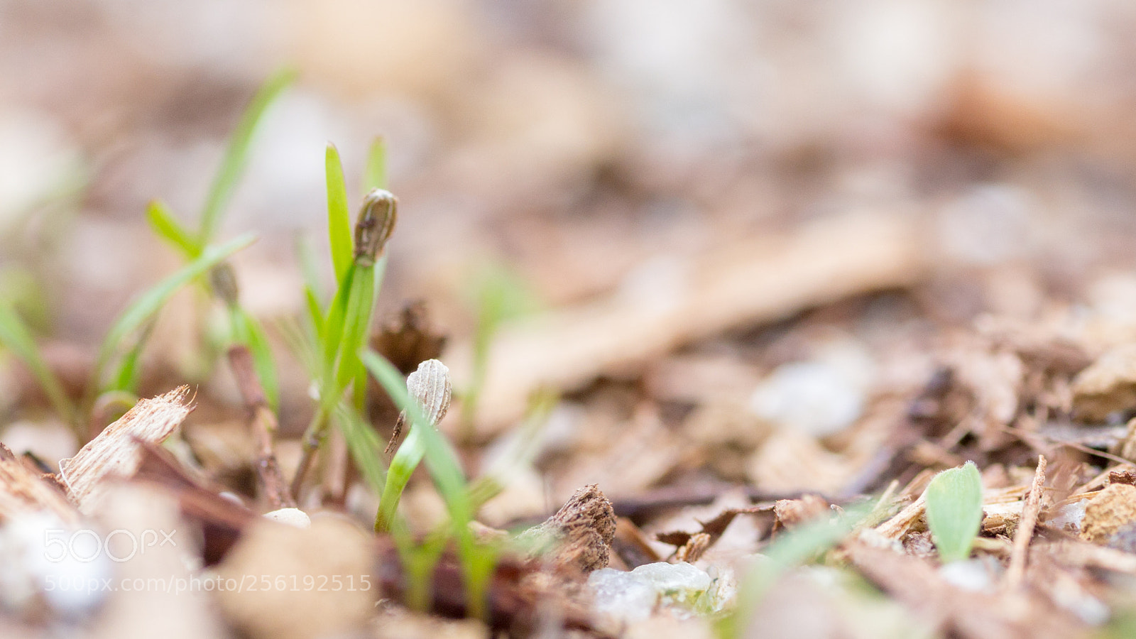 Canon EOS 6D sample photo. 10 days later, carrot sprouting photography