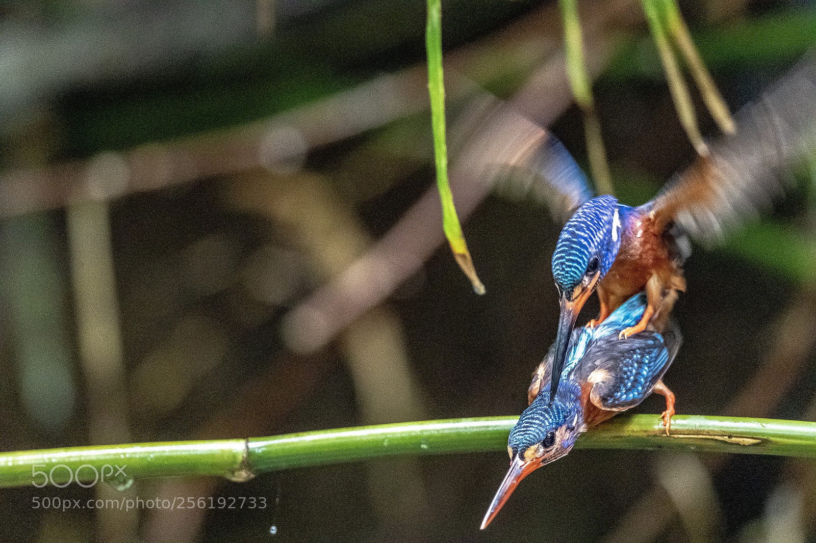 Canon EOS-1D X Mark II sample photo. Blue-eared kingfisher@ thailand. photography