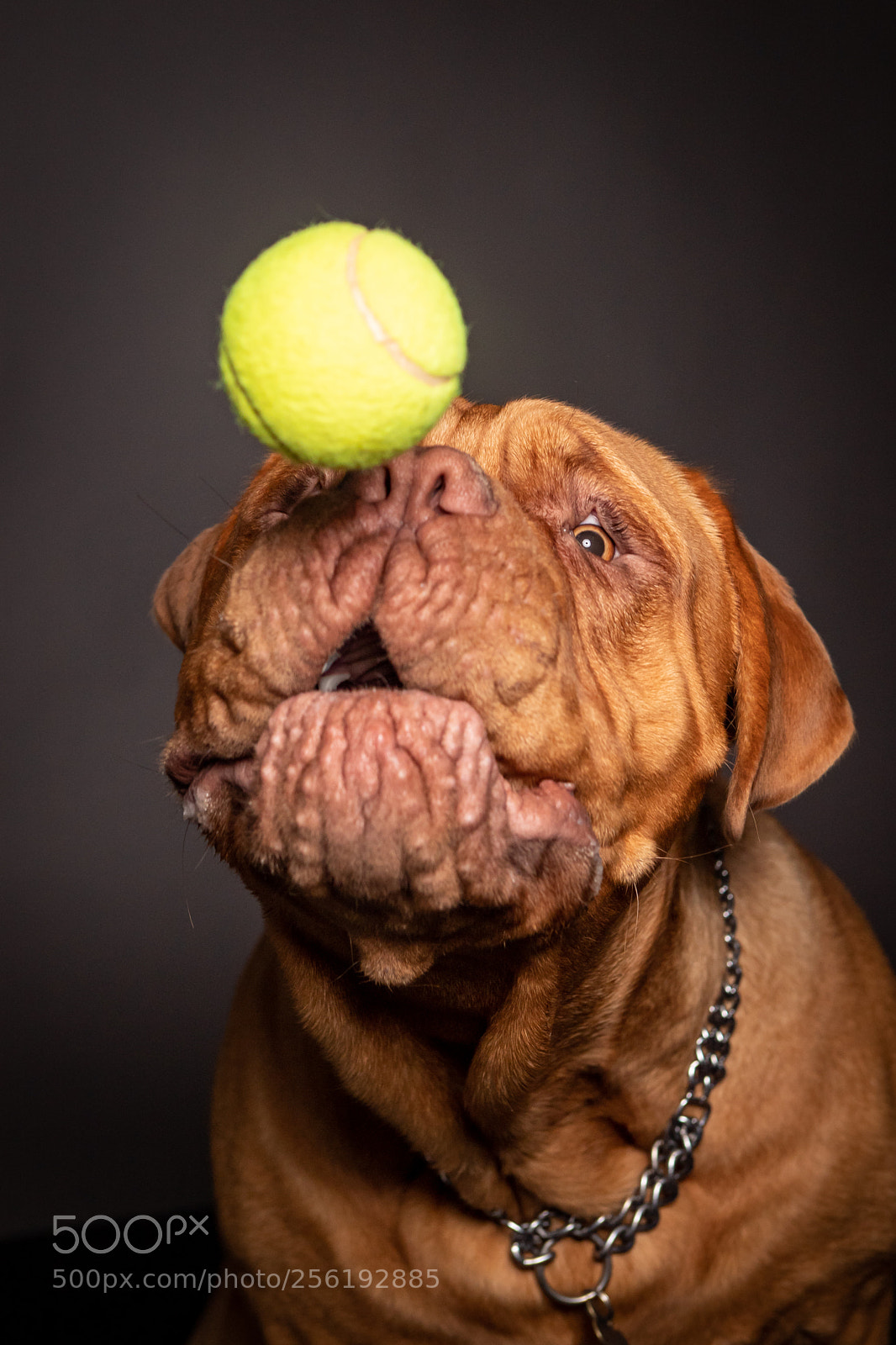 Canon EOS 6D Mark II sample photo. Dogue de bordeaux dog photography