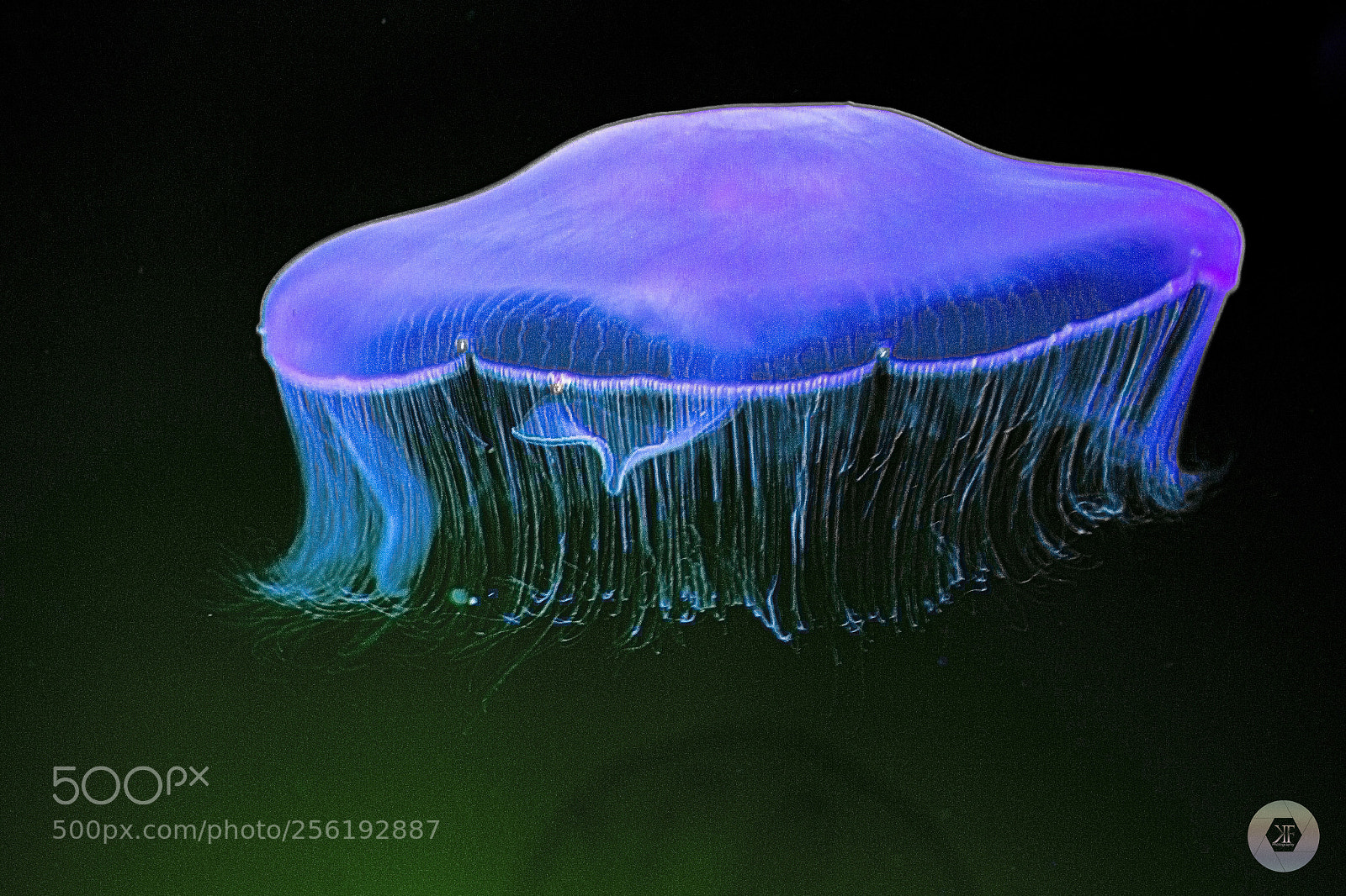 Canon EOS 6D sample photo. Jellyfish photography