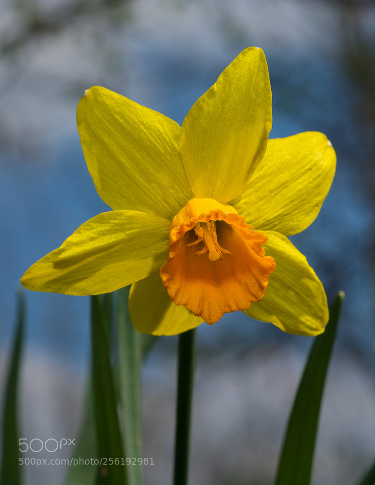 Nikon D7100 sample photo. Jellow flower photography