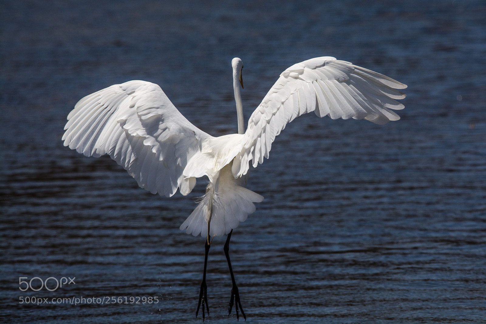 Nikon D7100 sample photo. Great white egret taking photography