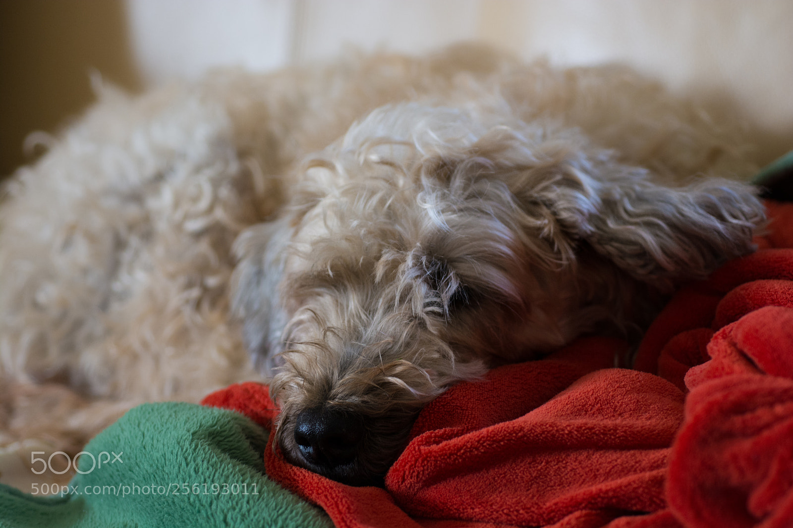 Nikon D7100 sample photo. Gitta photography
