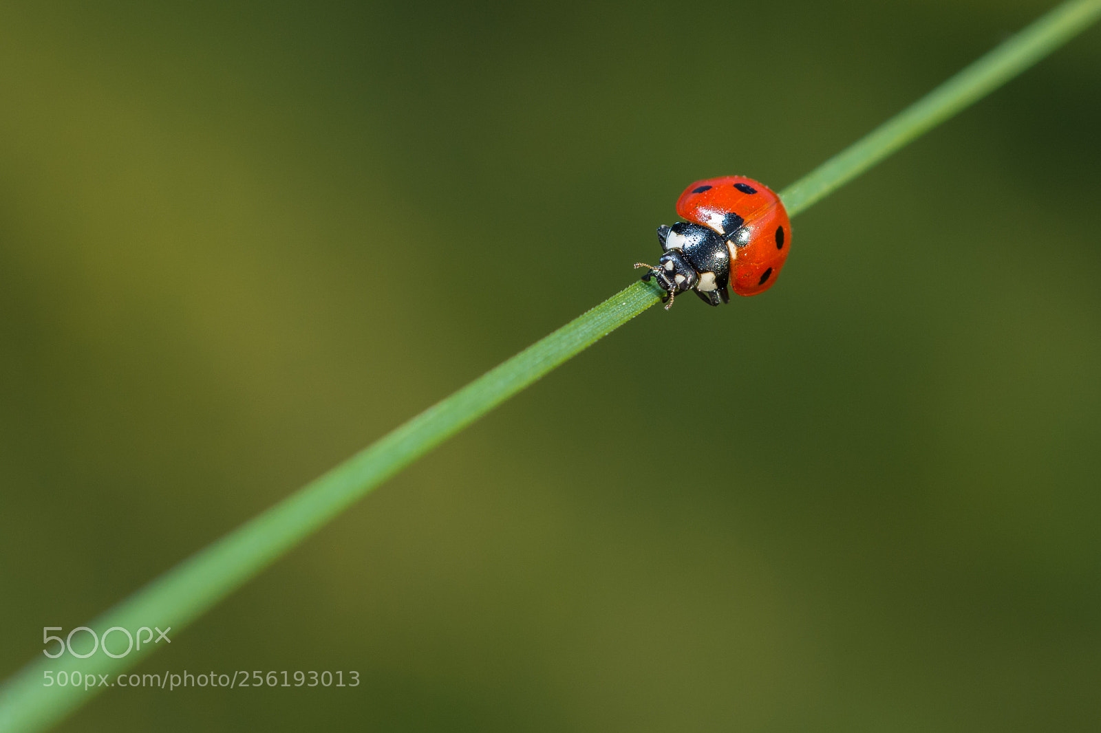 Nikon D7100 sample photo. Diagonal photography