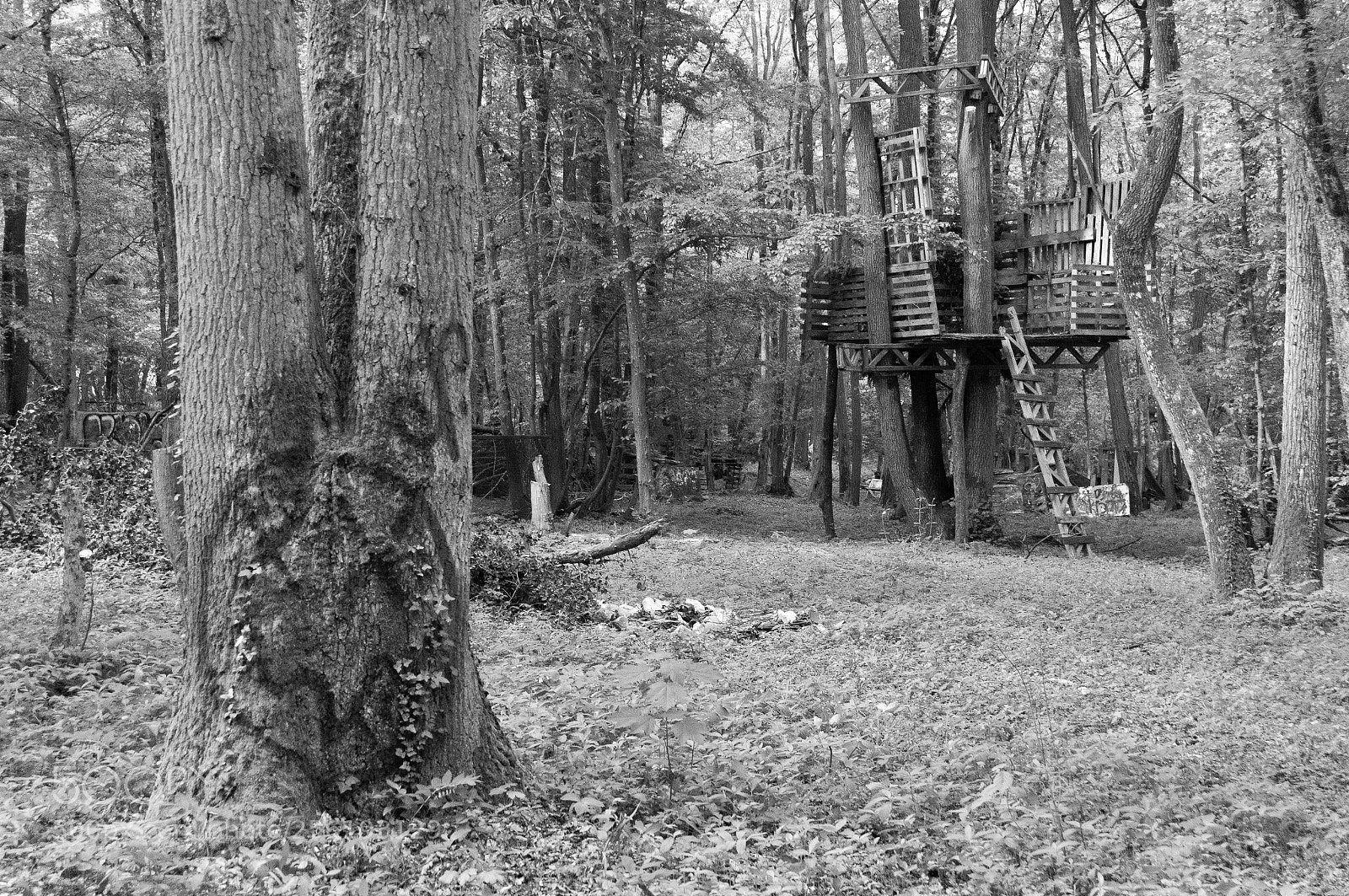 Sony Alpha NEX-6 sample photo. Cabane dans la for photography