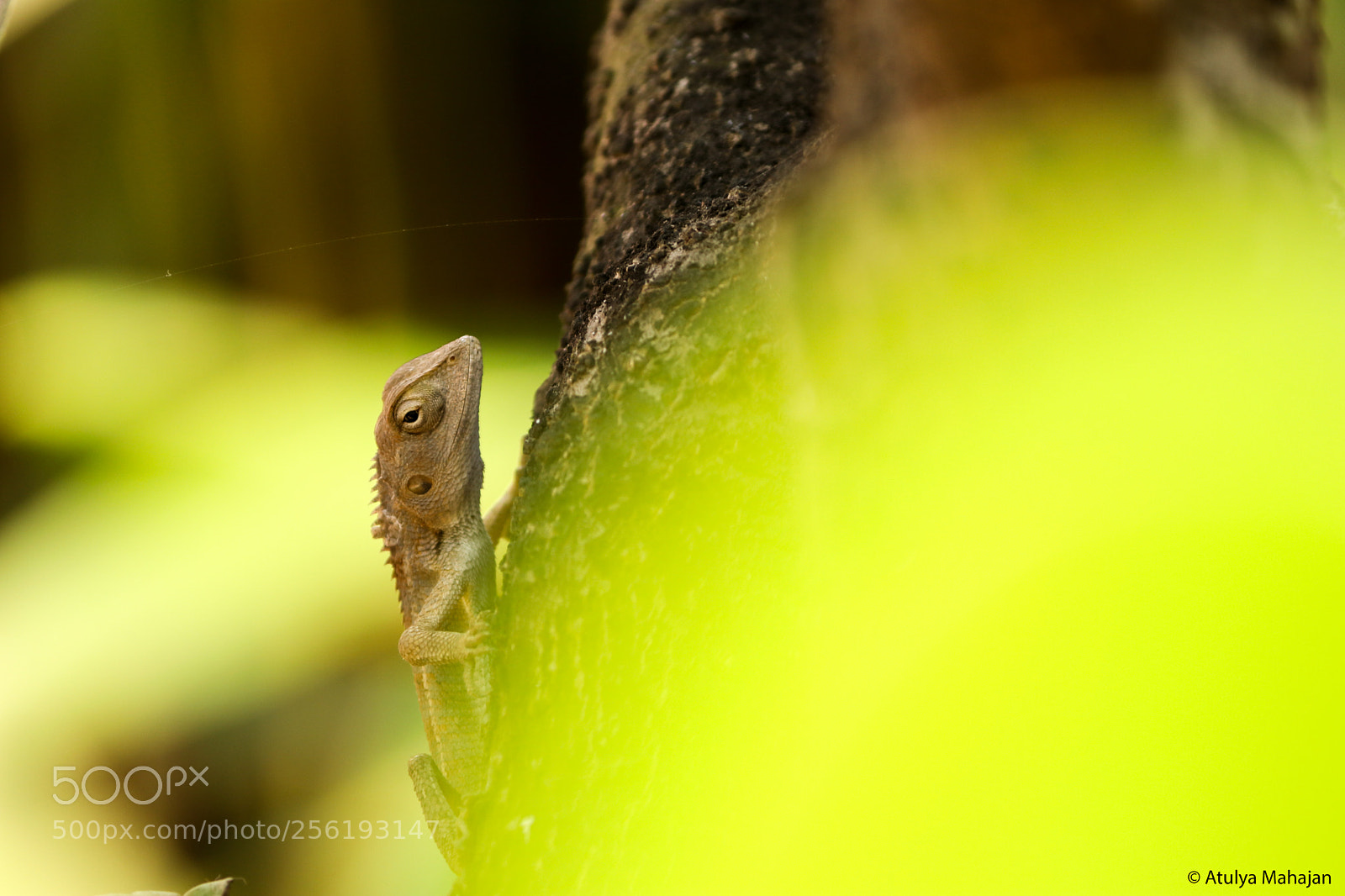Canon EOS 800D (EOS Rebel T7i / EOS Kiss X9i) sample photo. Garden lizard photography