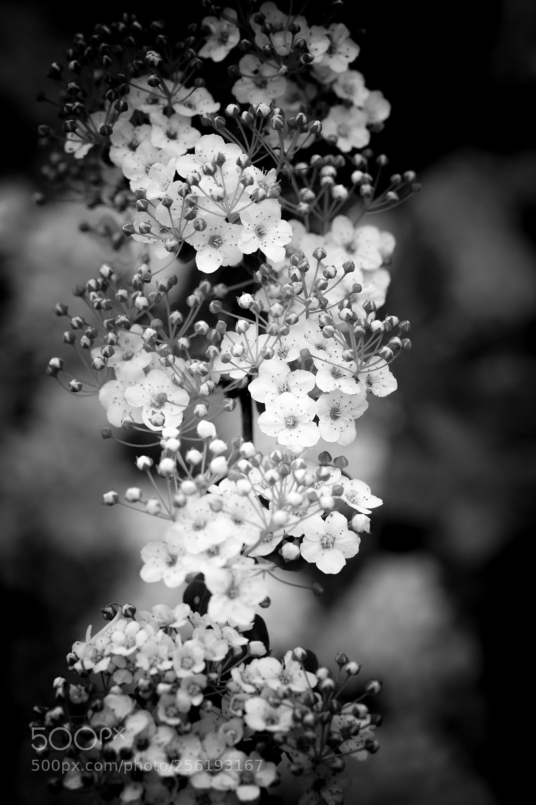Nikon D500 sample photo. Floraison photography