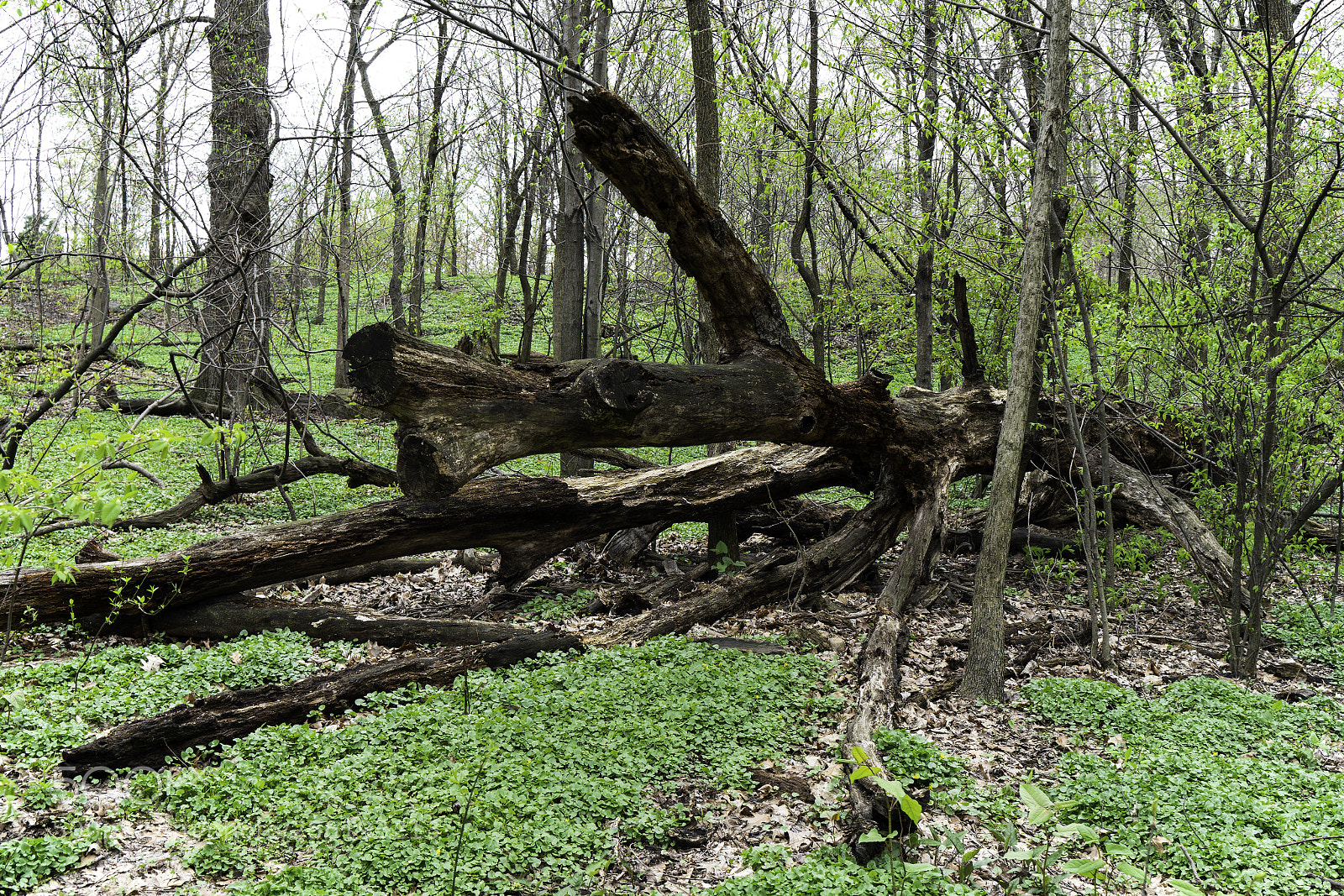 Sony a7R II sample photo. North woods detail photography