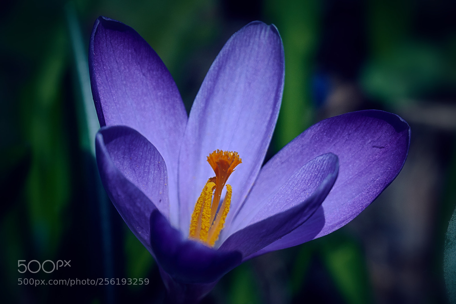 Sony Cyber-shot DSC-RX10 IV sample photo. Crocus art photography