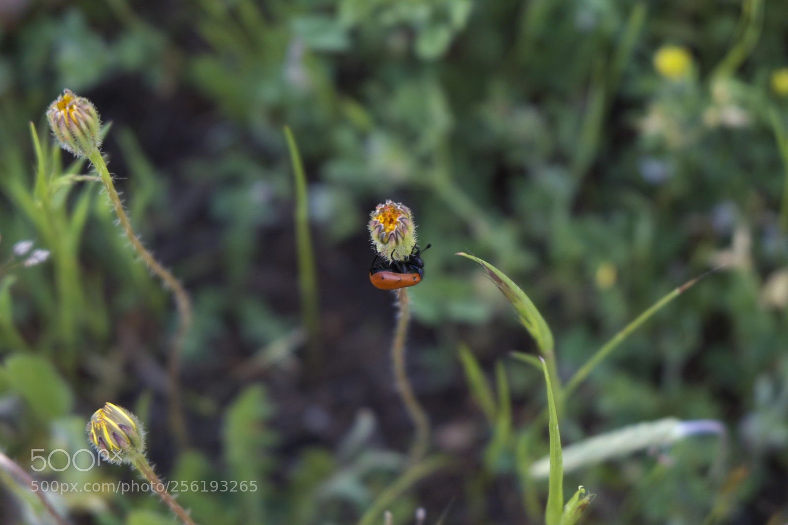 Fujifilm X-M1 sample photo. Apareciendo photography