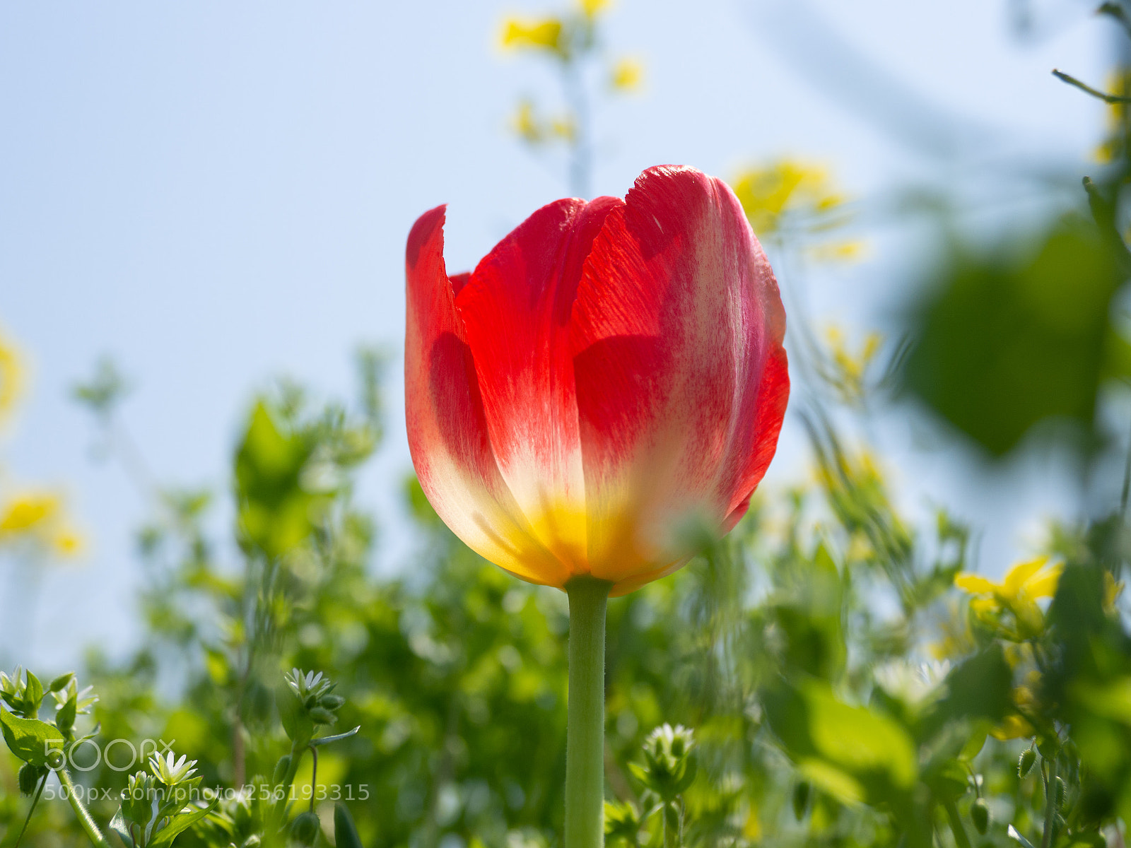 Olympus OM-D E-M10 II sample photo. Reach up photography