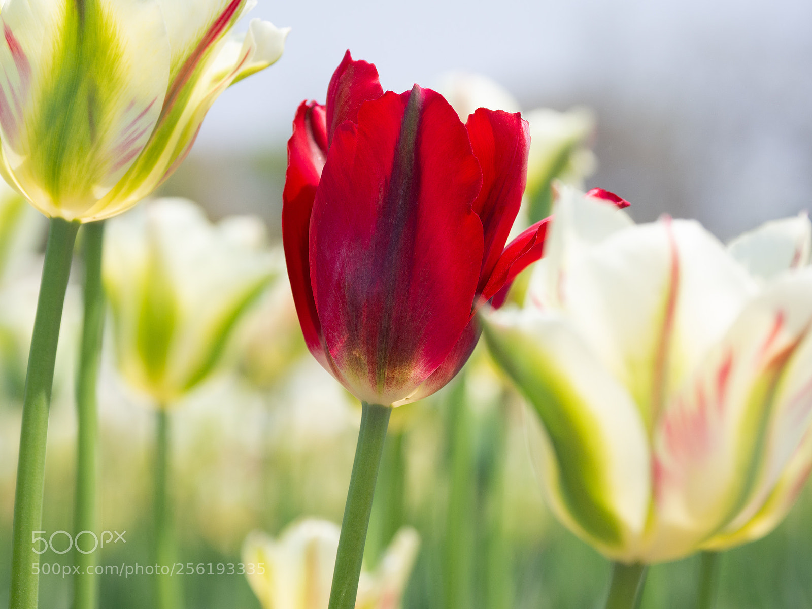 Olympus OM-D E-M10 II sample photo. Red in whites photography