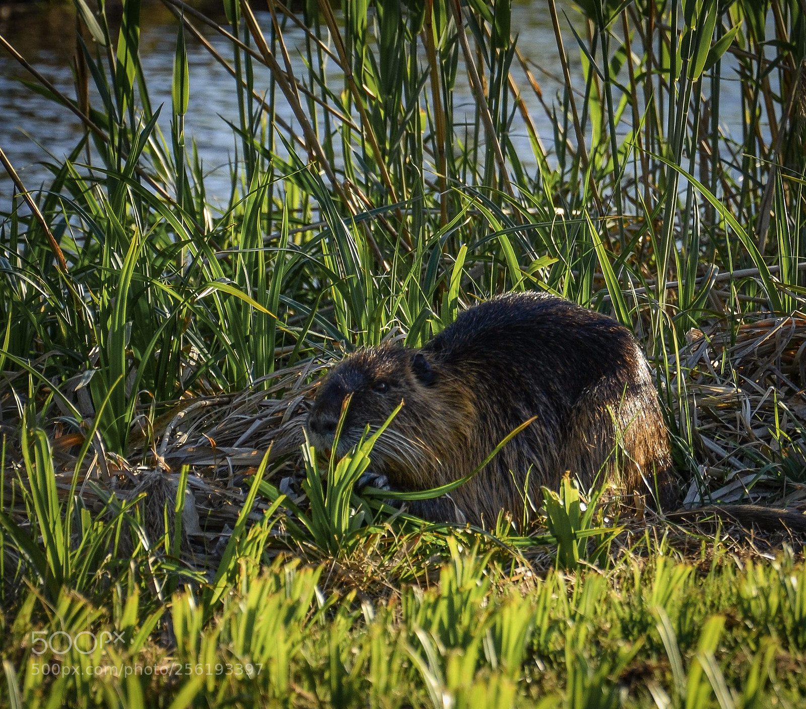 Nikon D7000 sample photo. Beaver photography