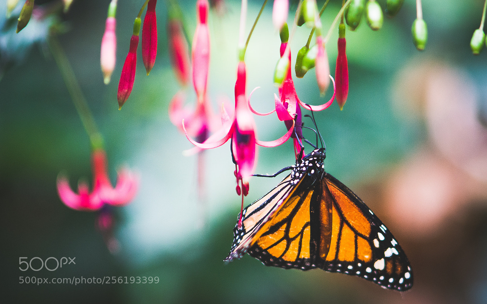 Nikon D7100 sample photo. Butterfly photography