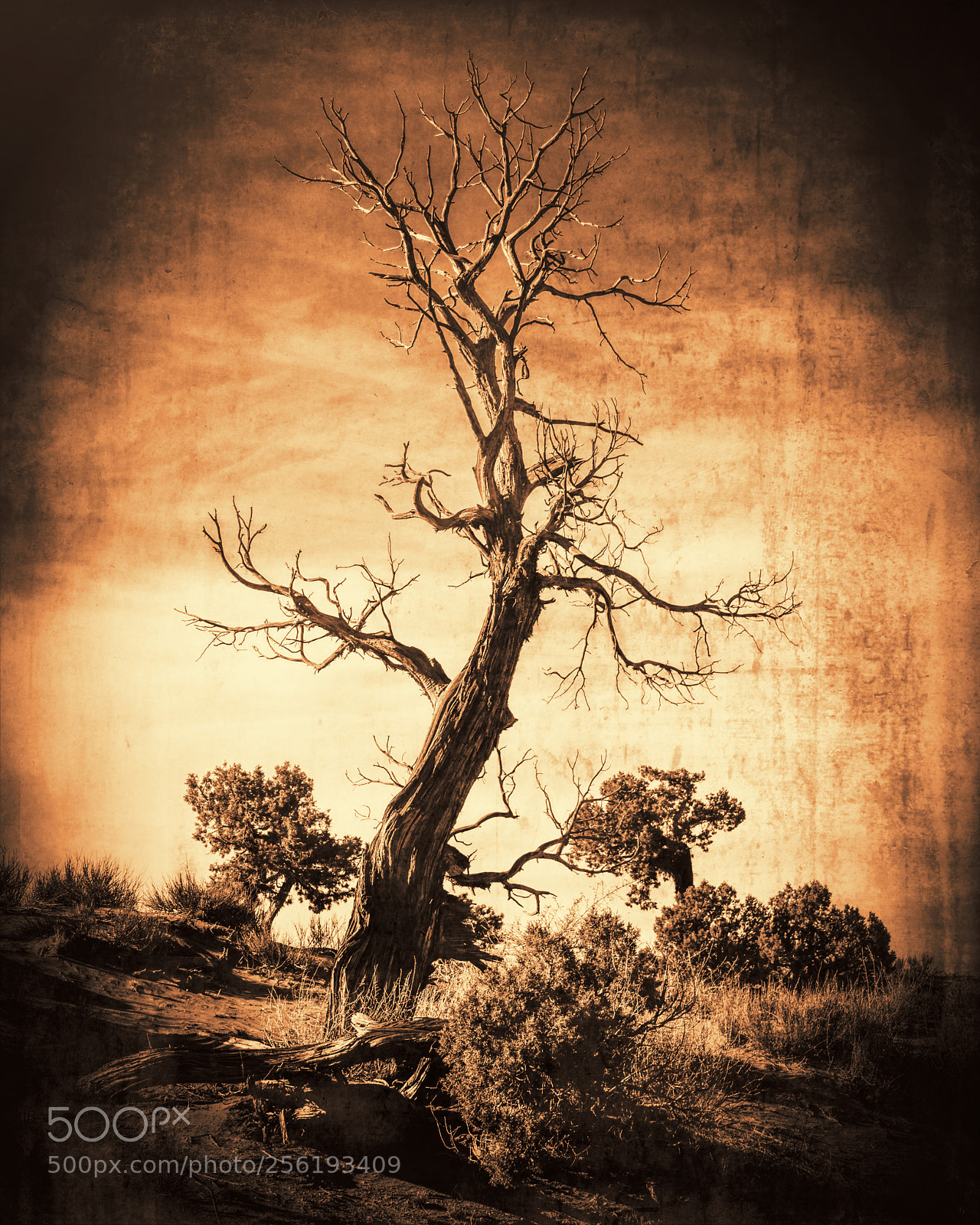 Nikon D90 sample photo. Apocalyptic vision photography