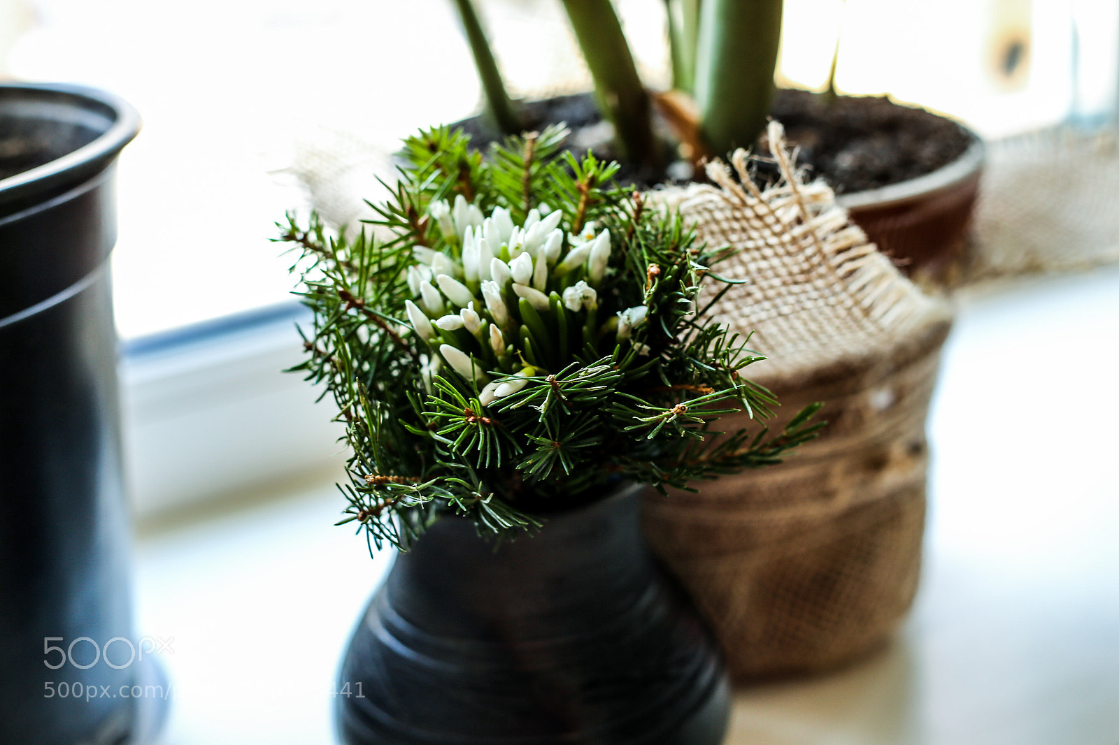 Canon EOS 6D sample photo. 20170219-img_9795-2.jpg photography