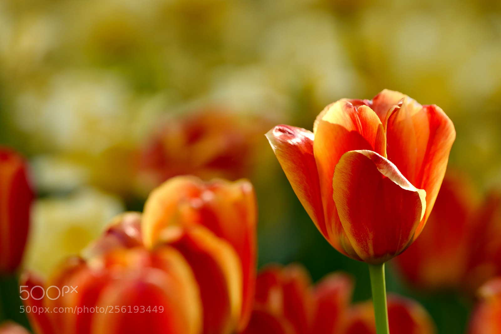 Leica SL (Typ 601) sample photo. Untitled photography