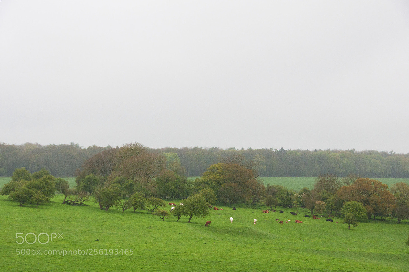 Nikon D90 sample photo. Farms photography