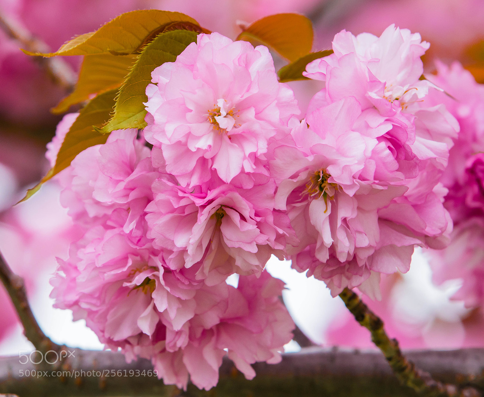 Canon EOS 5D Mark IV sample photo. Spring continues photography