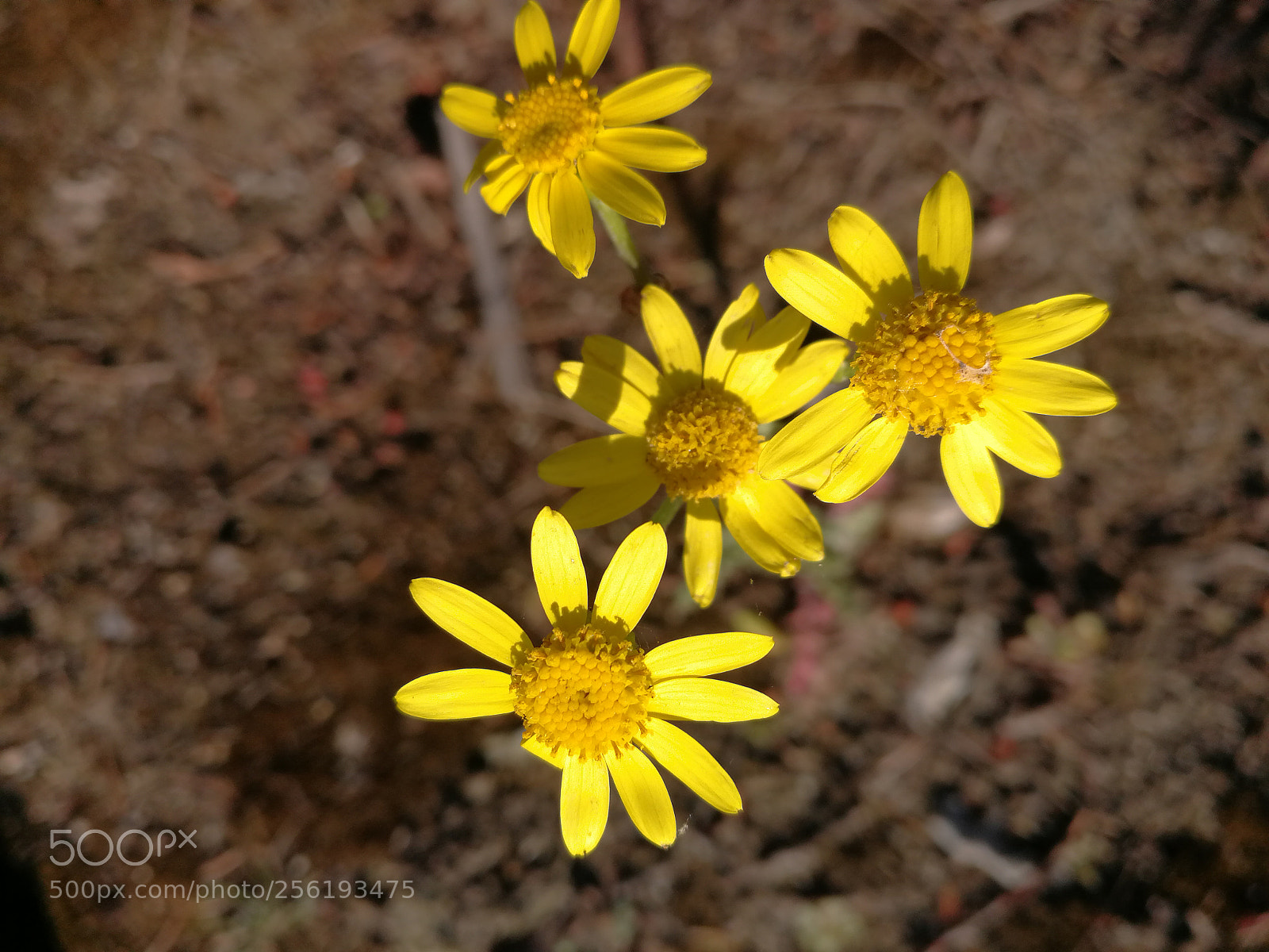 HUAWEI P10 sample photo. Untitled photography