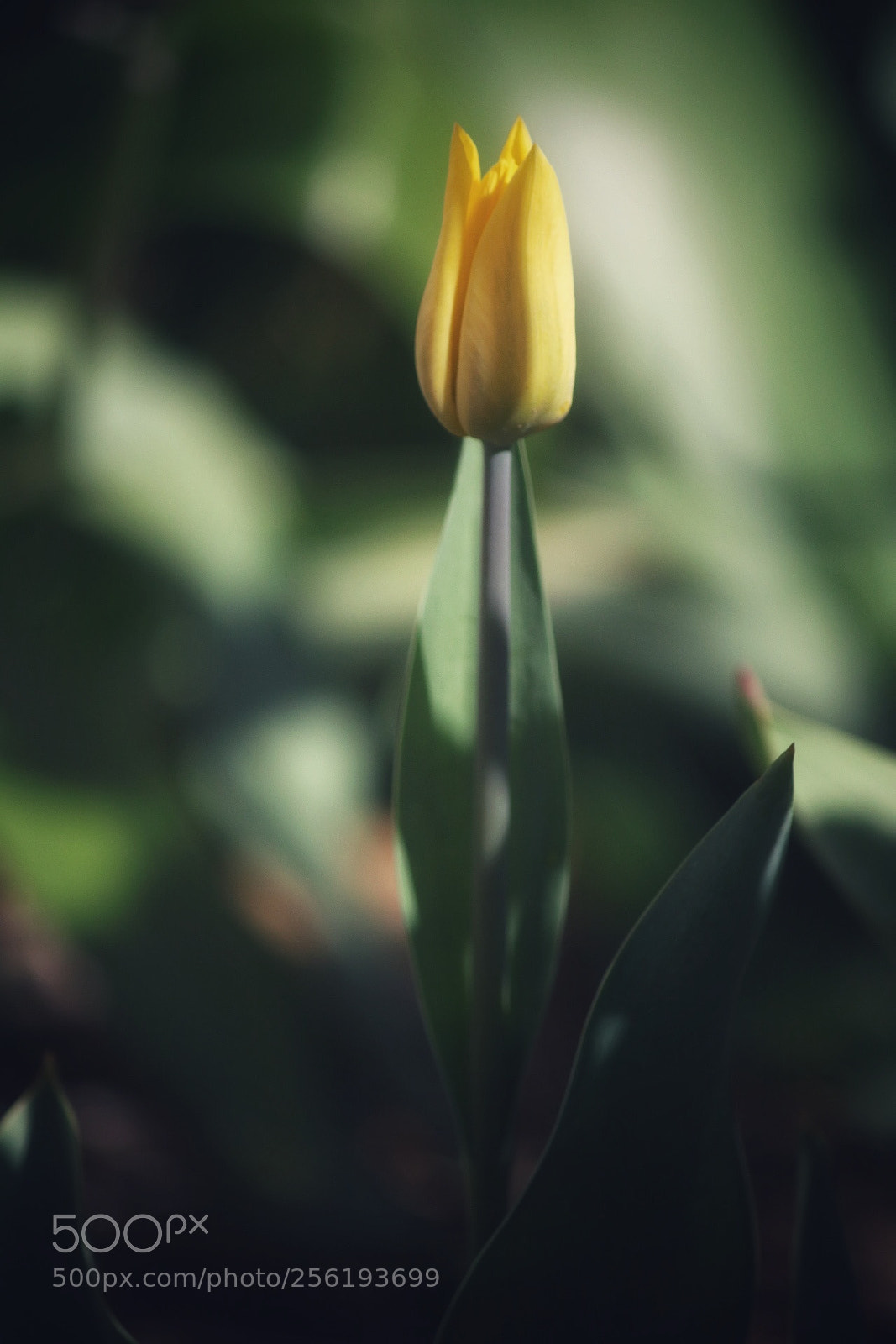 Canon EOS 750D (EOS Rebel T6i / EOS Kiss X8i) sample photo. All by myself photography