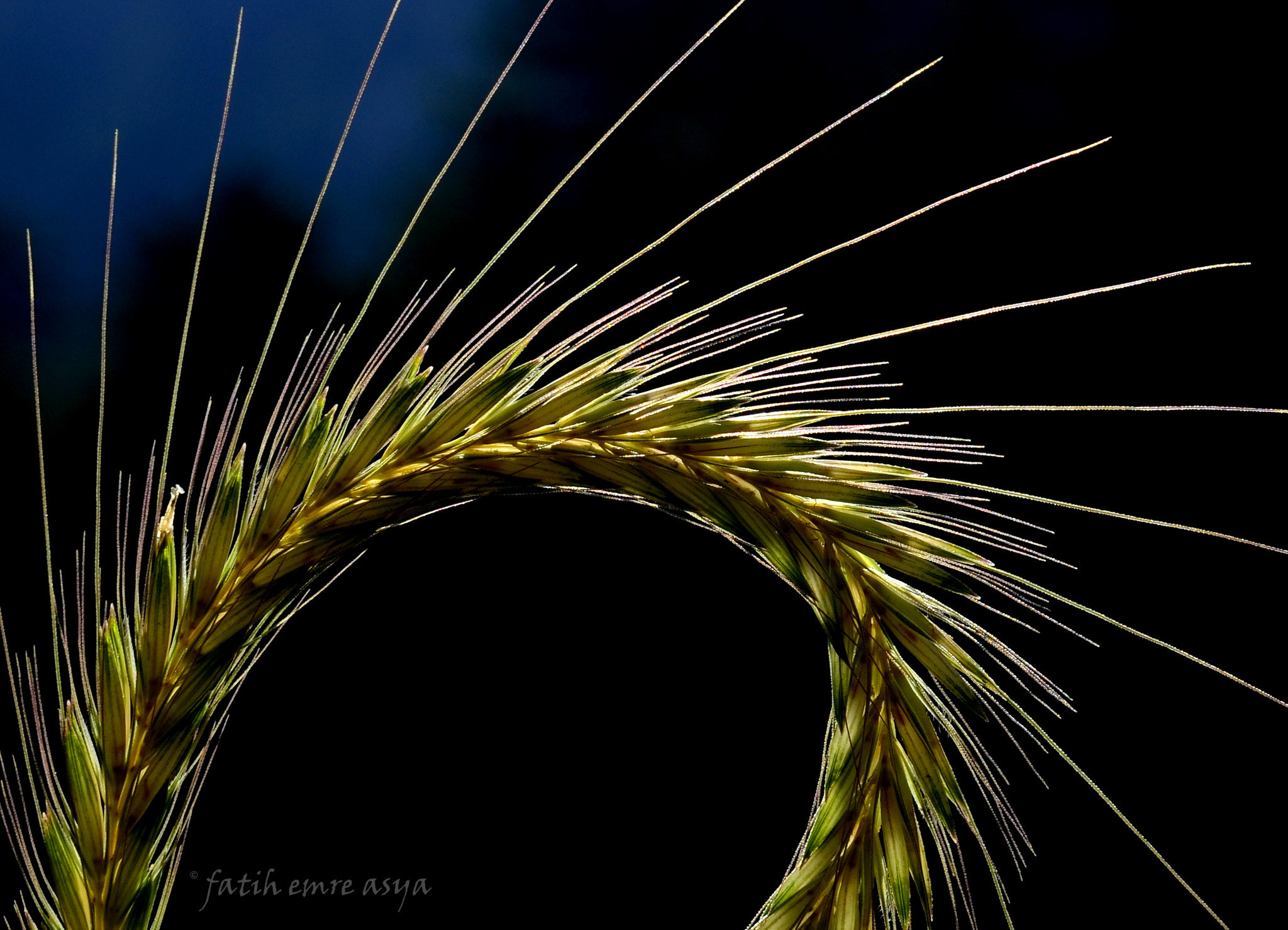 Nikon D7000 sample photo. Detail photography