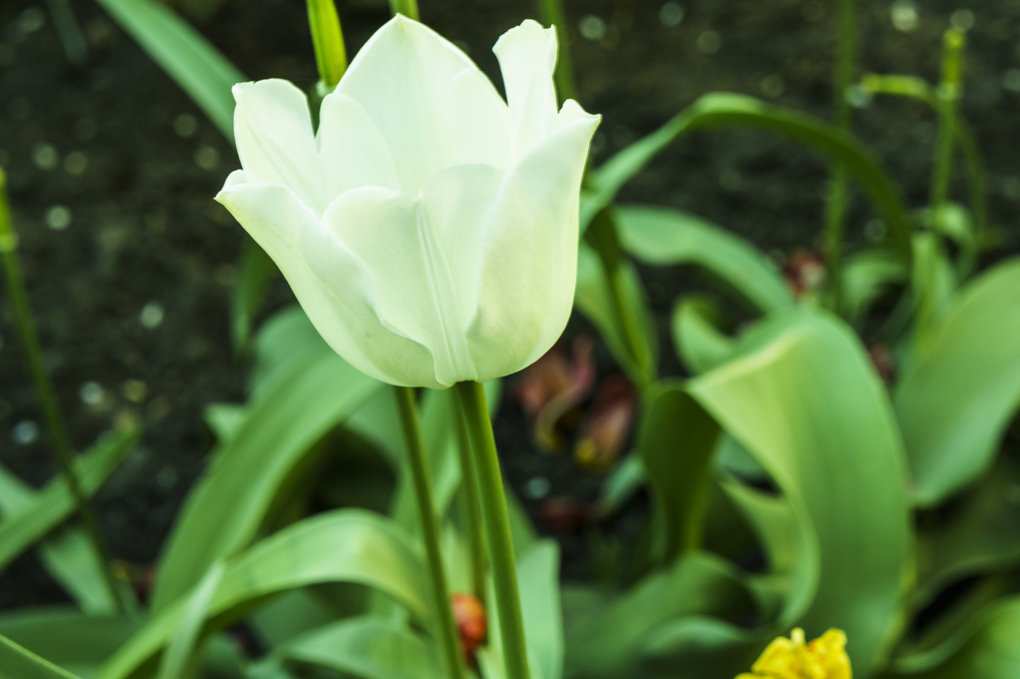 Sony Alpha NEX-5 sample photo. Tulip in the form of lilies photography