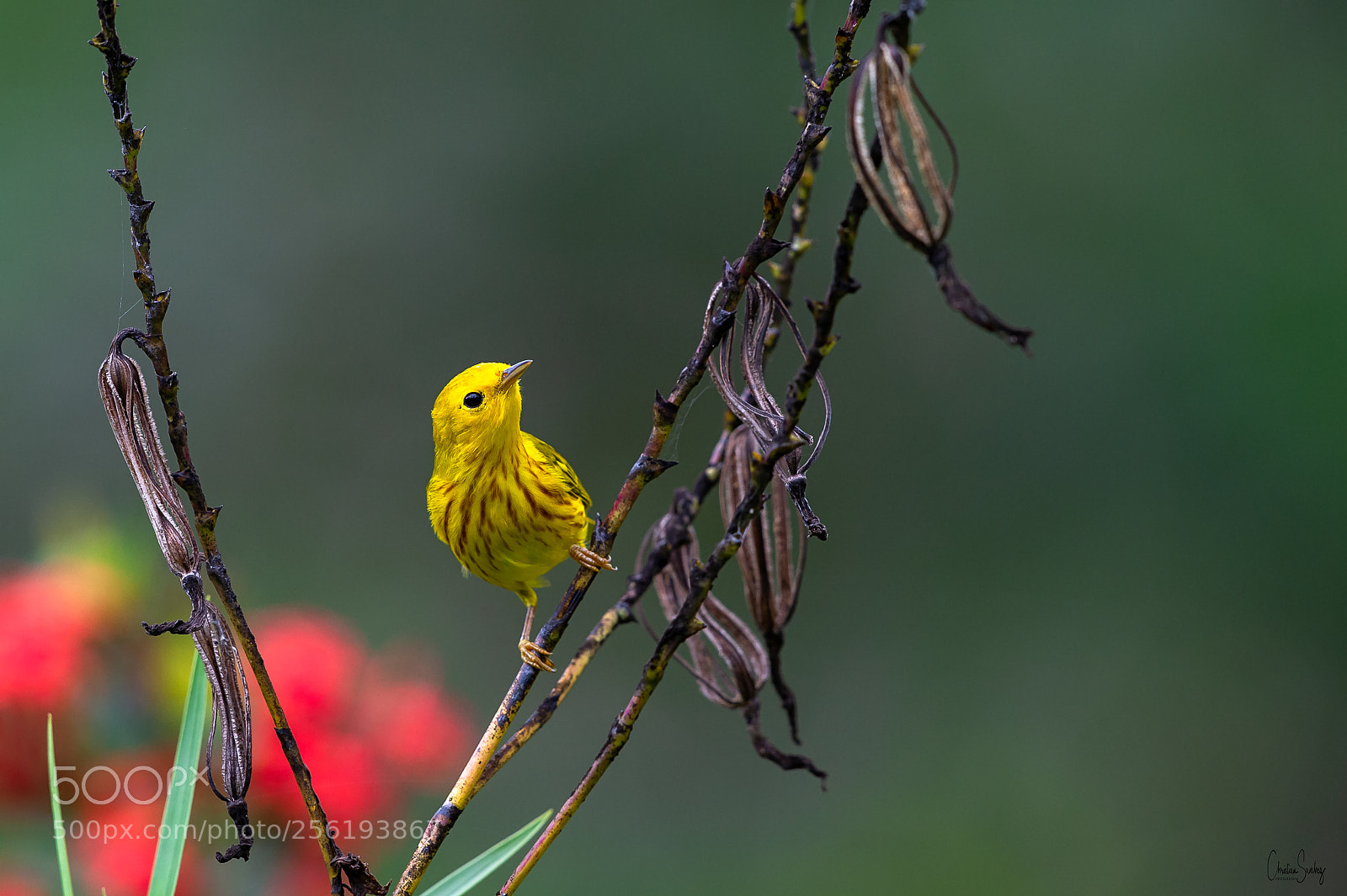 Nikon D4 sample photo. Yellow warbler photography