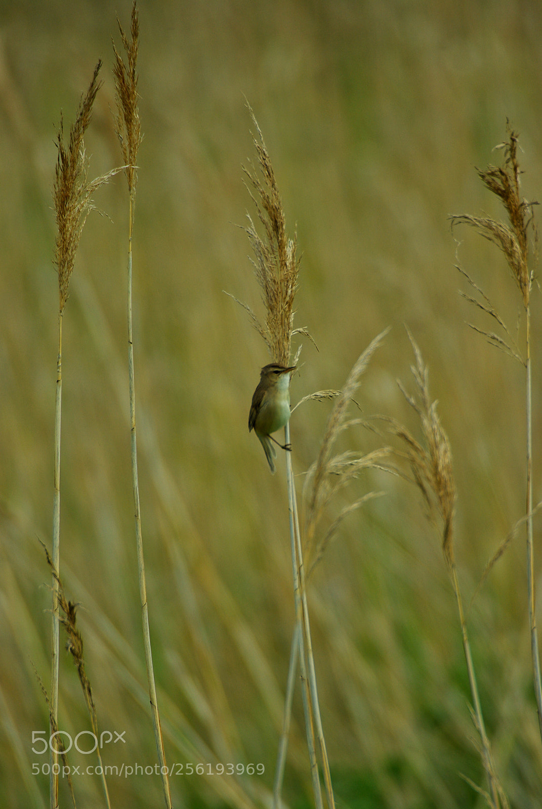 Pentax K10D sample photo. Koyoshikiri (black-browed reed warbler) photography
