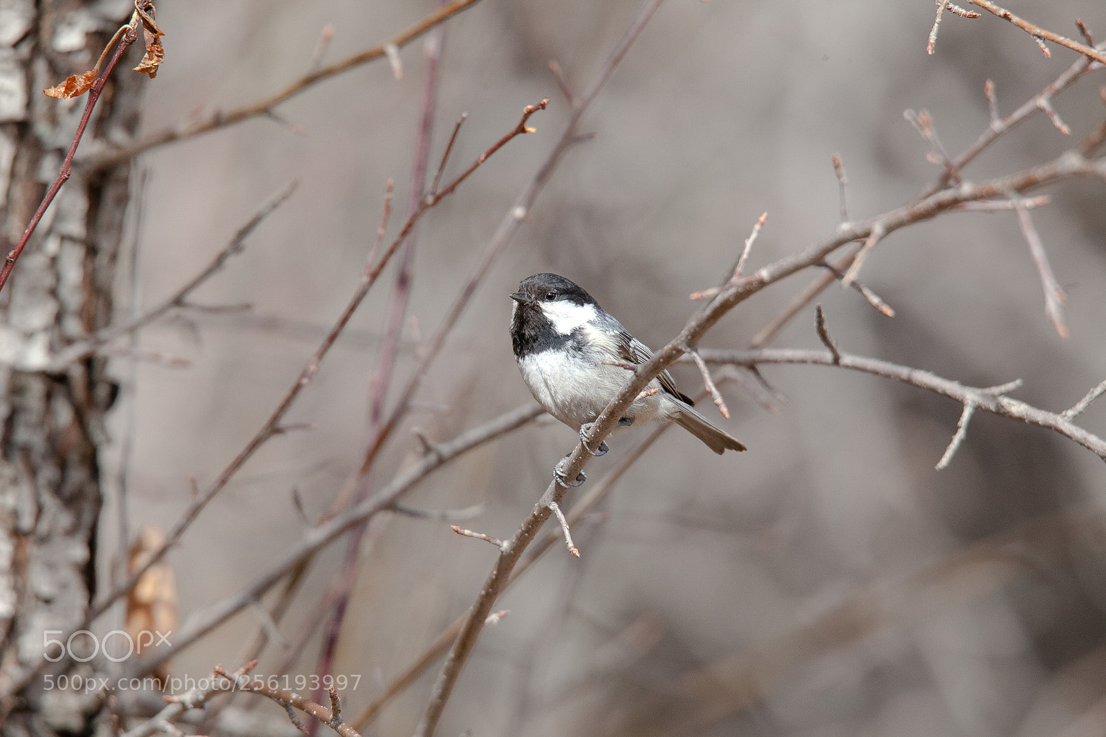 Canon EOS 5D Mark II sample photo. Img photography