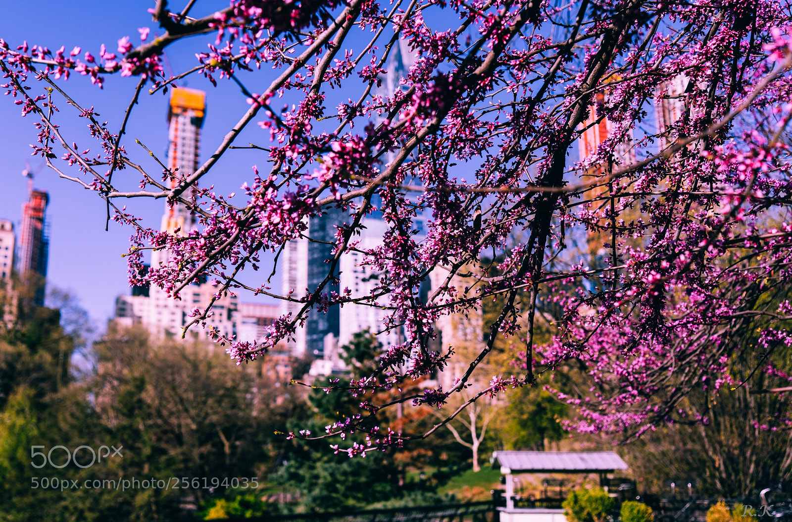 Sony a7R sample photo. Spring is nature's way photography