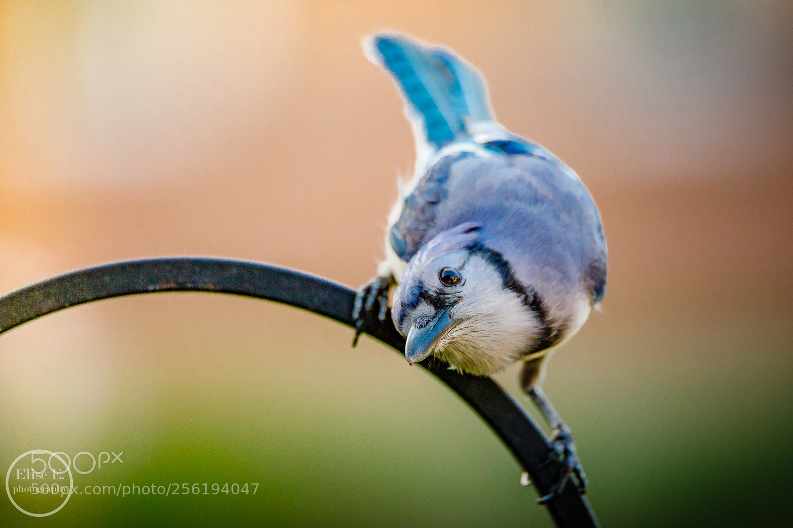 Canon EOS 6D Mark II sample photo. Blue jay photography