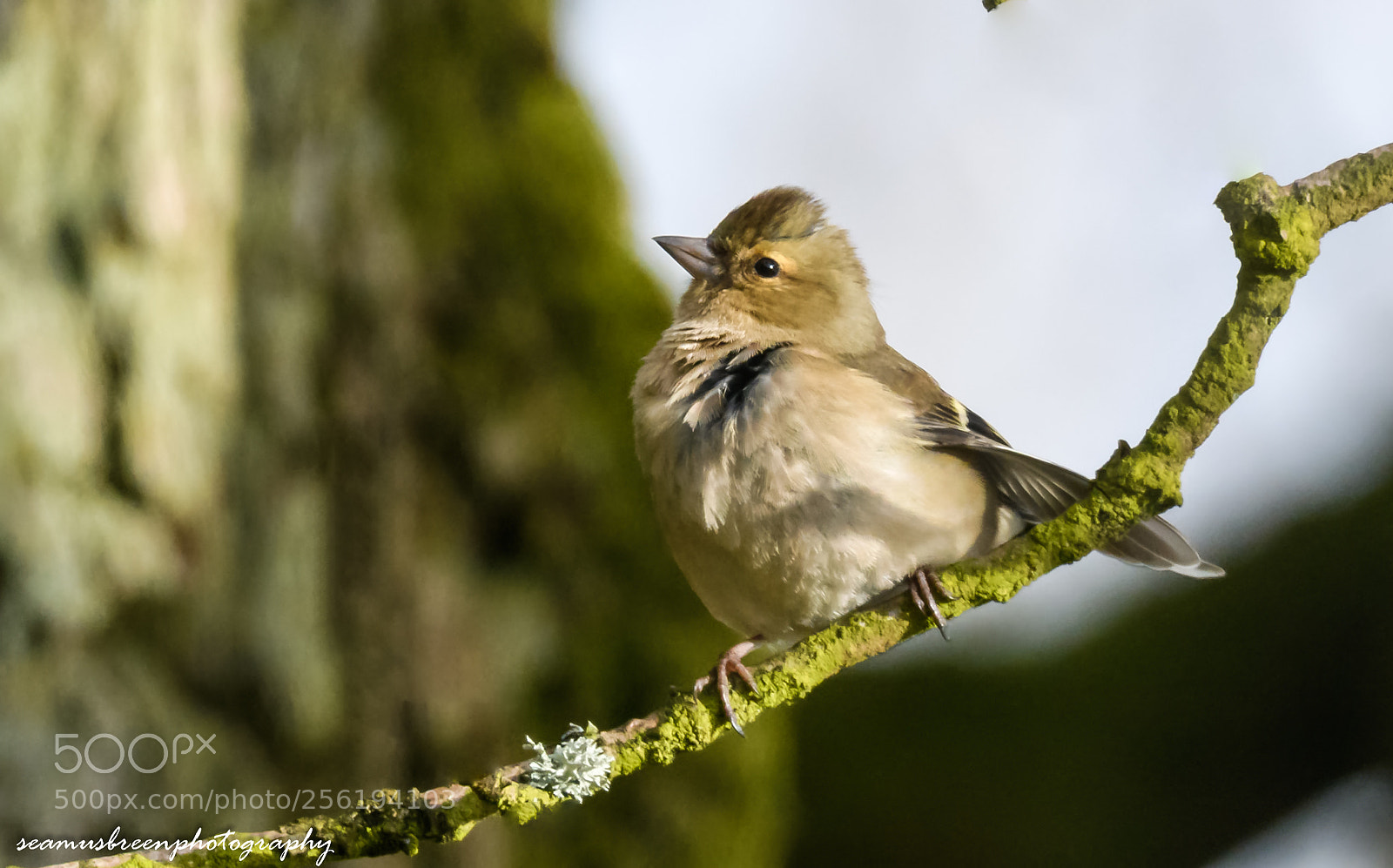 Nikon D850 sample photo. Female chaffinch photography