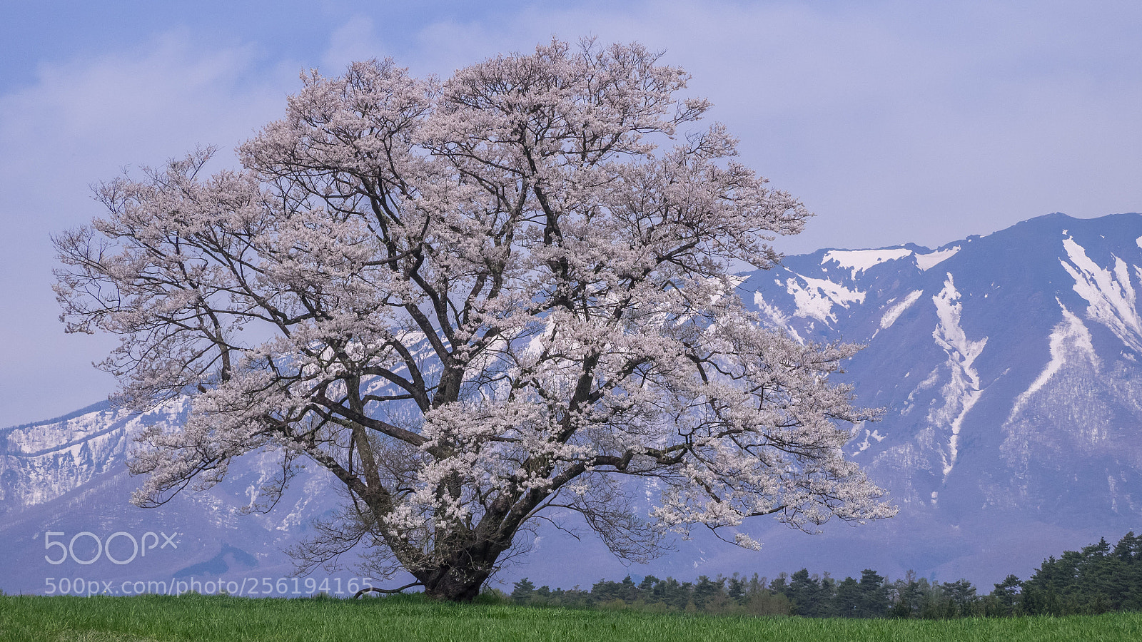 Olympus OM-D E-M1 sample photo. Noble tree photography