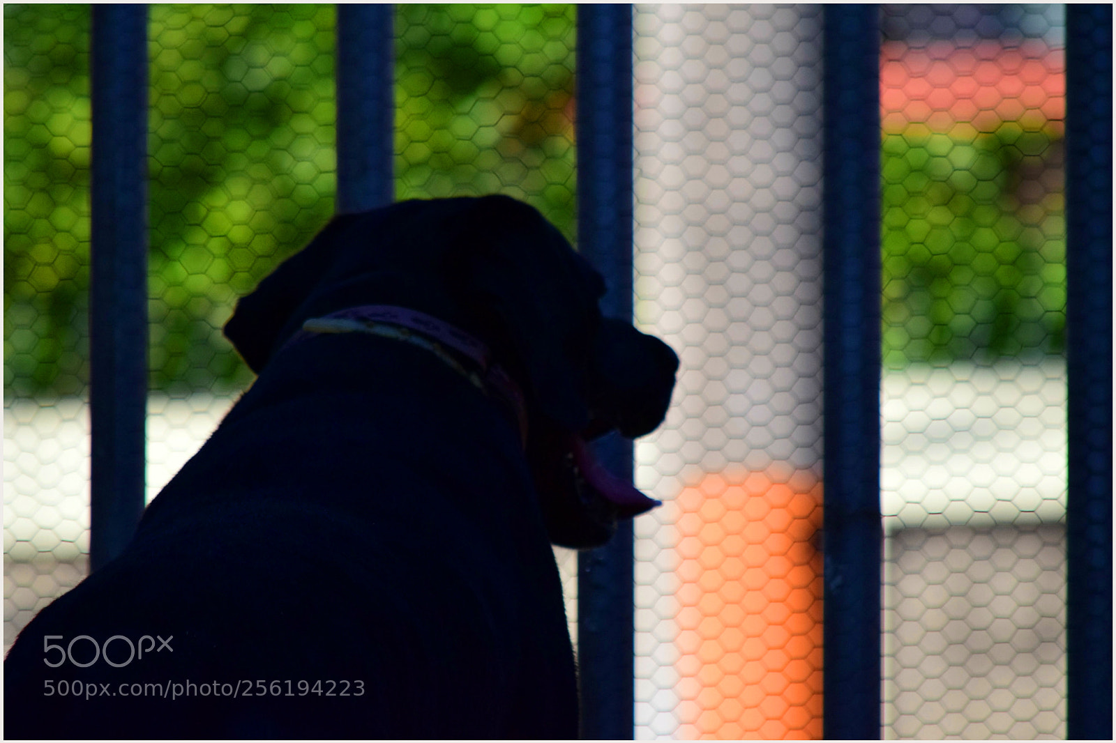 Nikon D5300 sample photo. "el queridíssimo mon" photography