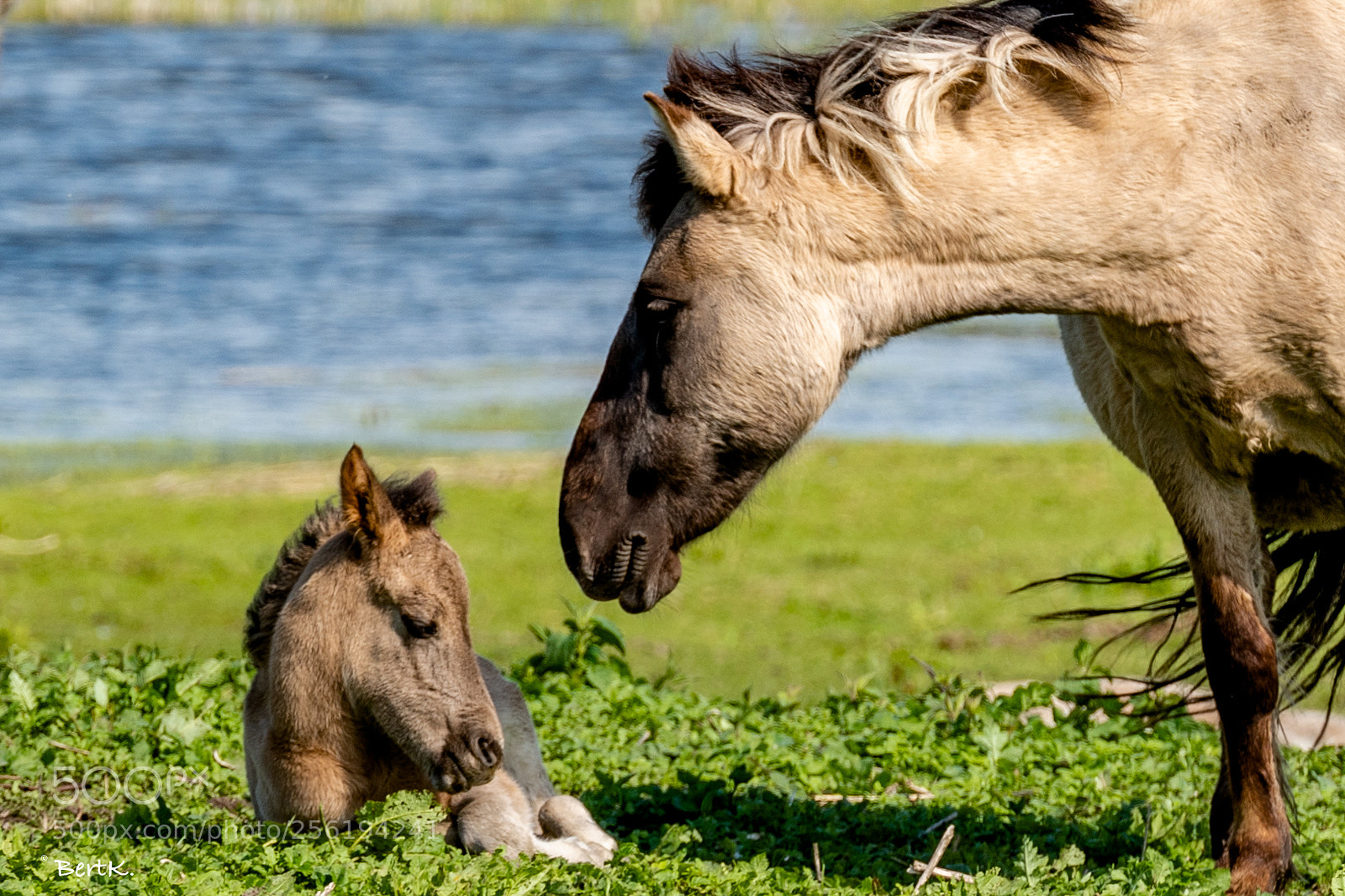 Nikon D500 sample photo. Mother and son. photography