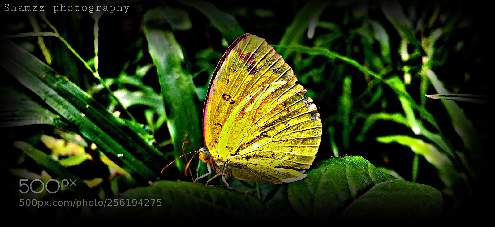 Apple iPhone 6s sample photo. Butterfly   photography