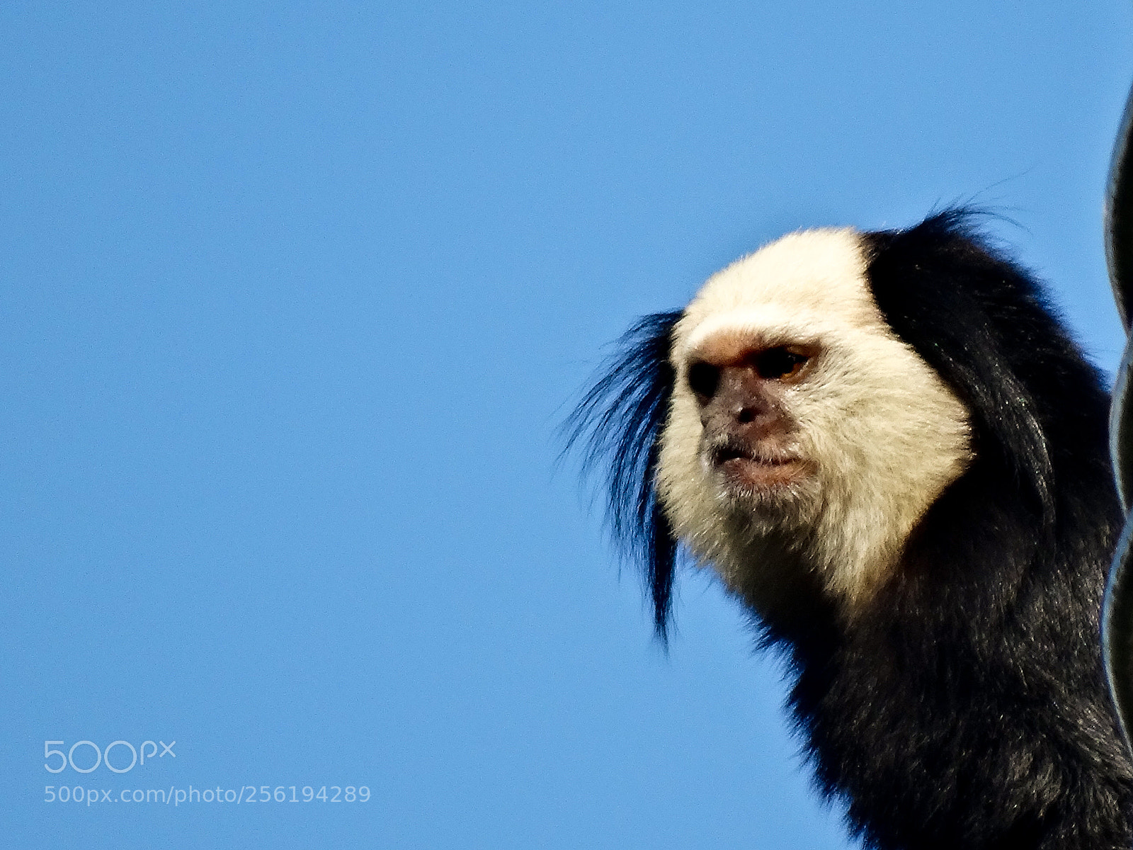 Sony Cyber-shot DSC-HX300 sample photo. White-faced marmoset (callithrix geoffroyi) photography